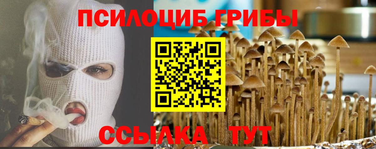 Псилоцибиновые грибы Psilocybe Новошахтинск
